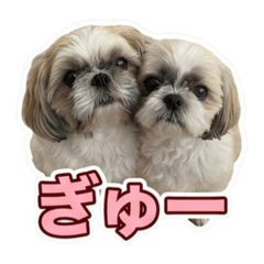 hono_20260609232950