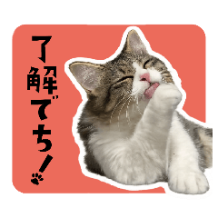 nyandafuru-na-seikatsu