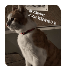 remi_20260609233744