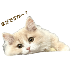 Latte_20260610004407