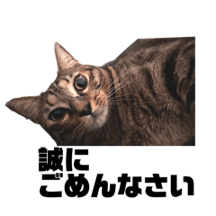 my pace cat nyanyanya