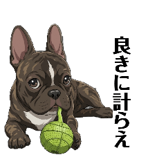 Japanese_French bulldog