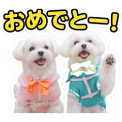 Hina_20260610155304