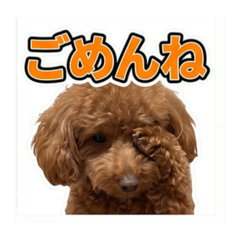 TONTON_20260610163159