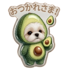 PUKUPUKU Shih Tzu
