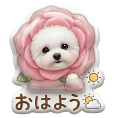 PUKUPUKU Maltese