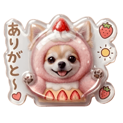PUKUPUKU Chihuahua