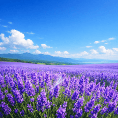 夏之氣息，紫色的花海療癒