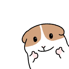 Mochi Guinea pig cuy