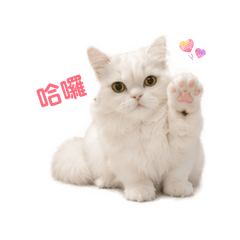 貝貝小姐的貼圖