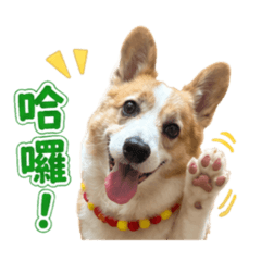 皮皮阿胖