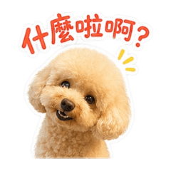 奶油貴賓～球球2