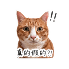 本喵生活篇