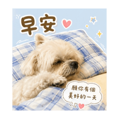 毛毛跟你說早安