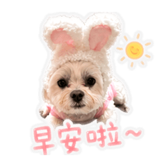 小白兔錢錢