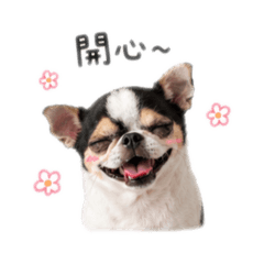 Lucky吉娃娃4