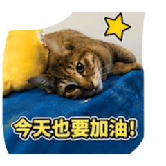 喵_棒球