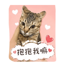喵_狐狸