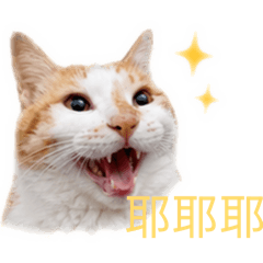 最可愛的胖橘