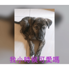 勾錐的胖胖