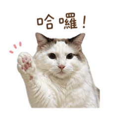 閃電第四彈 生活版！