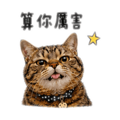 我家可愛的多多