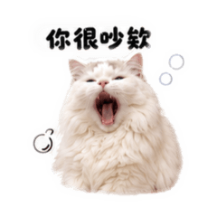 我家可愛的Yummy