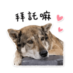 胖嘟嘟日常用語
