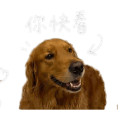 Alpha表情包123
