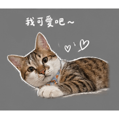 我叫樂樂 也可以叫我小杯比