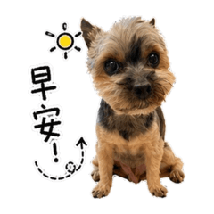 約克夏㹴樂樂