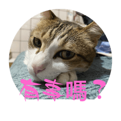 吳胖喵