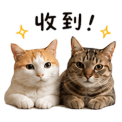 橘子柚子生活趣