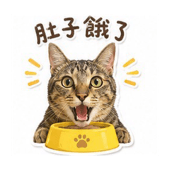 皮蛋貓妹妹