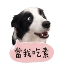 派派汪語錄-日常篇