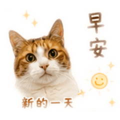 梨豆奶