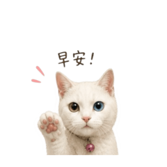 可可愛愛表情的貓咪