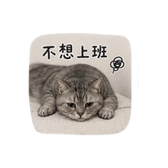 臭豆腐-厭世篇