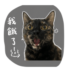 我是一隻可愛的玳瑁
