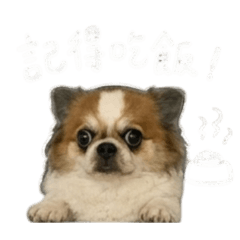 啾妮鐵粉專用