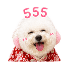 Mika The Bichon