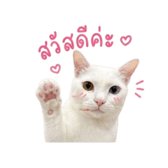 Taohoomeaw