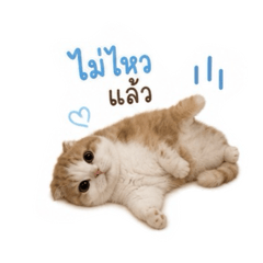 Chopin le chat
