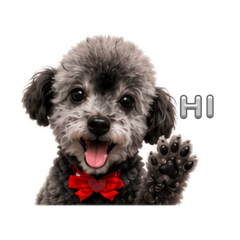 黑貴賓Google日常表情貼