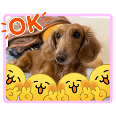 Dogya