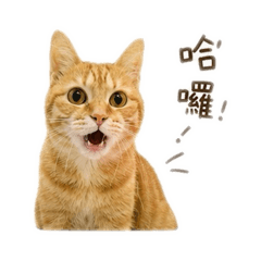 花花小貓咪