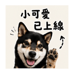 比比的實用日常-1