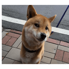 貓鼠Go