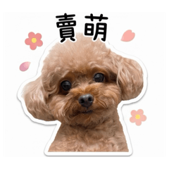 Daily Bubble with Meitu