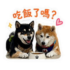黑糖與黑豆的成長日記1